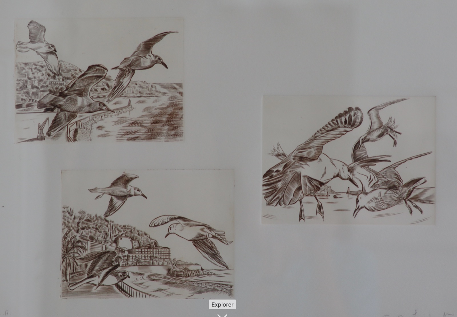 Les mouettes, planche II, Taille-douce