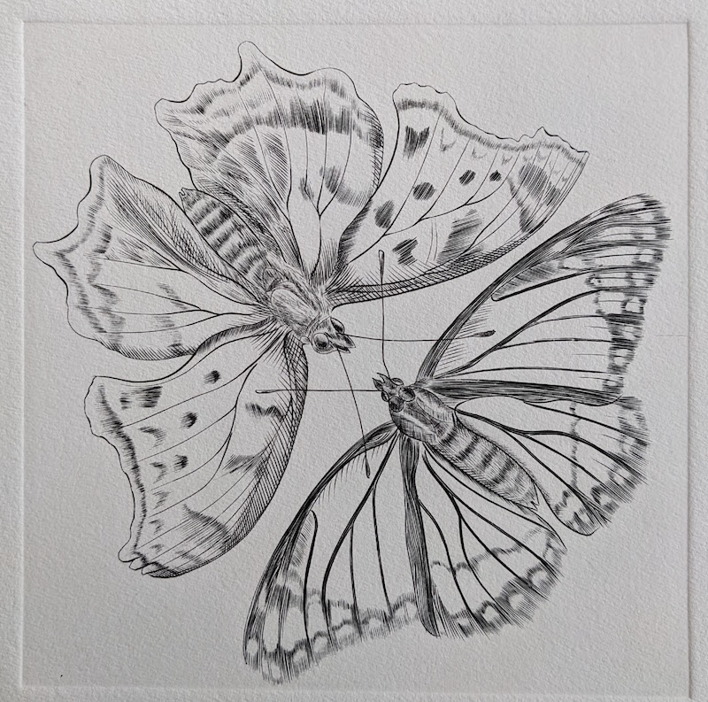 Deux papillons, ailes ouvertes, Burin