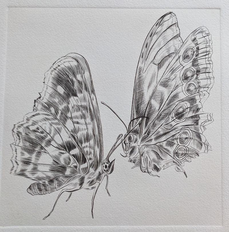 Deux papillons, ocelles, Burin