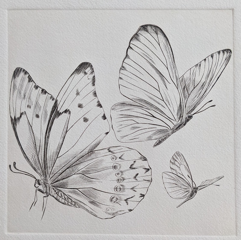 Trois papillons, petits et grands, Burin