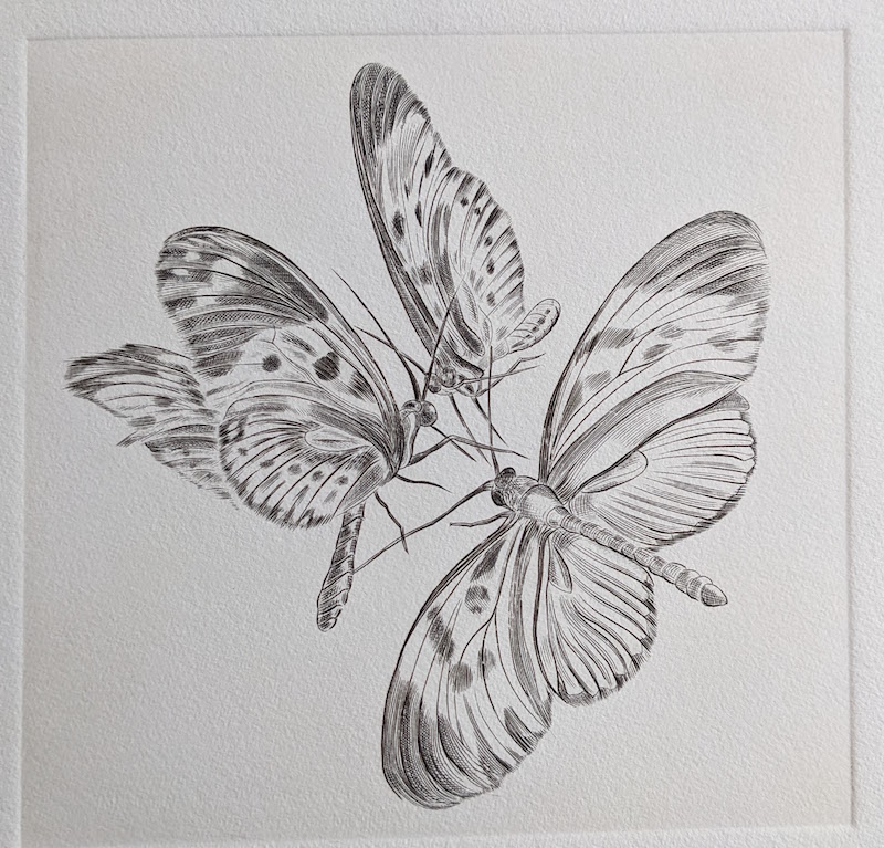 Trois papillons tachetés, Burin