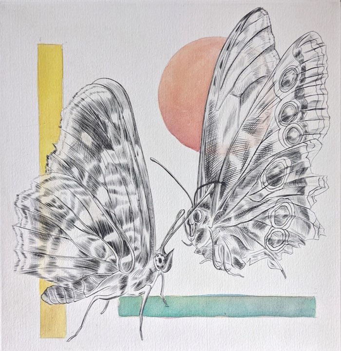 Deux papillons, ocelles et cercle rose, Eau-forte, aquatinte
