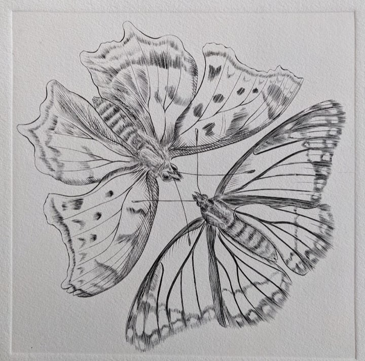 Les papillons — Papillons