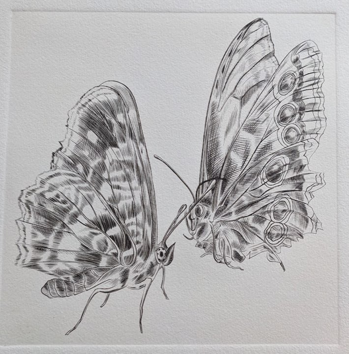 Deux papillons, ocelles, Burin
