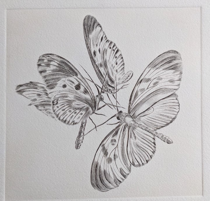 Trois papillons tachetés, Burin
